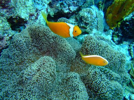 パプアニューギニア通信